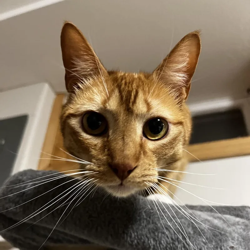 Gingy thumbnail 3