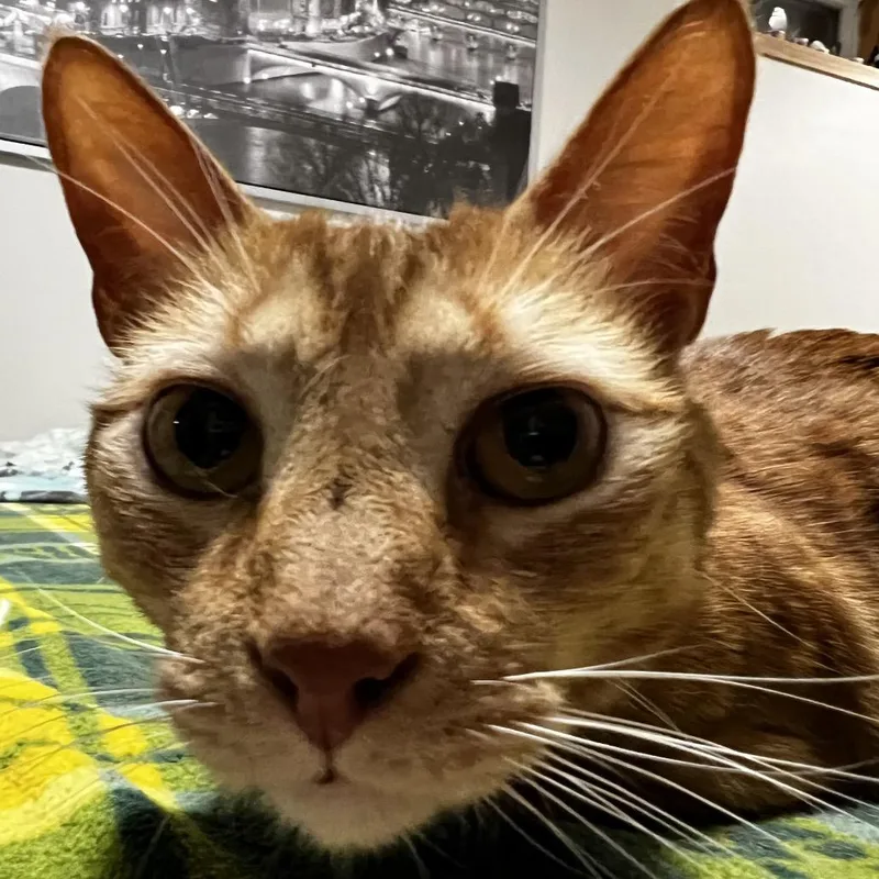 Gingy thumbnail 5