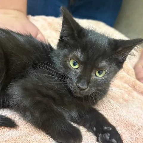 A baby small-sized female Black Domestic Short Hair cat named Chalupa for adoption in Mebane, NC