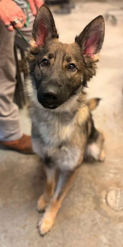 An adult large-sized female German Shepherd Dog dog named Dixie for adoption in Bowling Green, KY