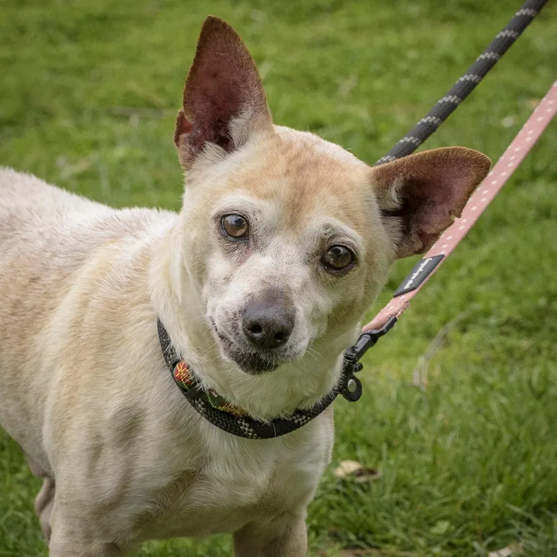An adult small-sized male Yellow / Tan / Blond / Fawn Chihuahua dog named Wiley for adoption in Lambertville, NJ