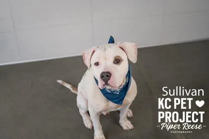 An adult large-sized male White / Cream Pit Bull Terrier dog named Sullivan for adoption in Kansas City, MO
