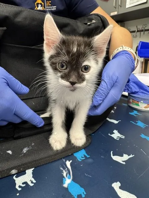 A baby small-sized male Domestic Medium Hair cat named Bruce Banner for adoption in Ontario, CA