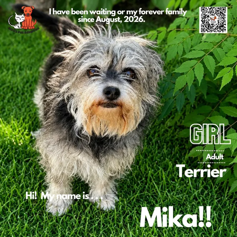A senior small-sized female Terrier dog named Mika for adoption in Westminster, CA