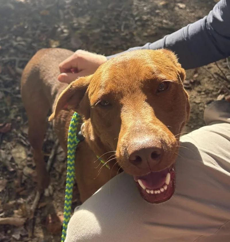 Caine Class ~ Such thumbnail 3