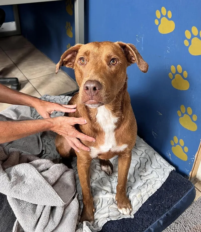 Caine Class ~ Such thumbnail 4