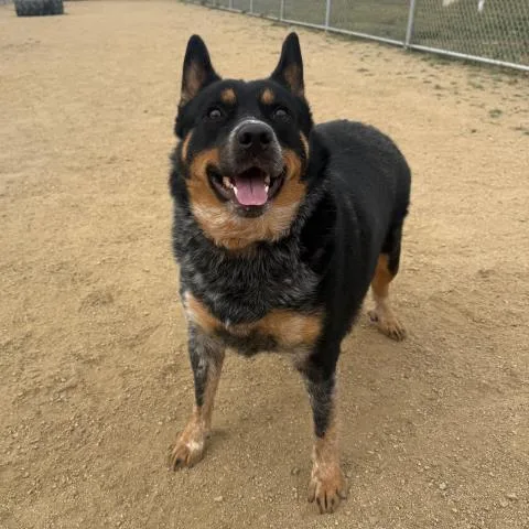 A young large-sized male Australian Cattle Dog / Blue Heeler dog named Bluey for adoption in Camarillo, CA