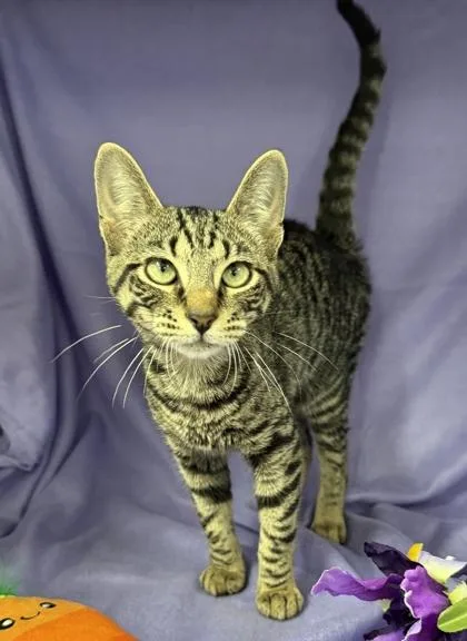An adult small-sized female Domestic Short Hair cat named Empanada for adoption in Venice, FL