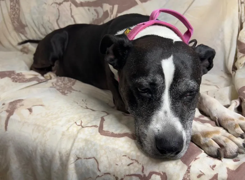 An adult medium-sized female Black American Staffordshire Terrier dog named Tracy  Tootsie Roll for adoption in Houston, TX