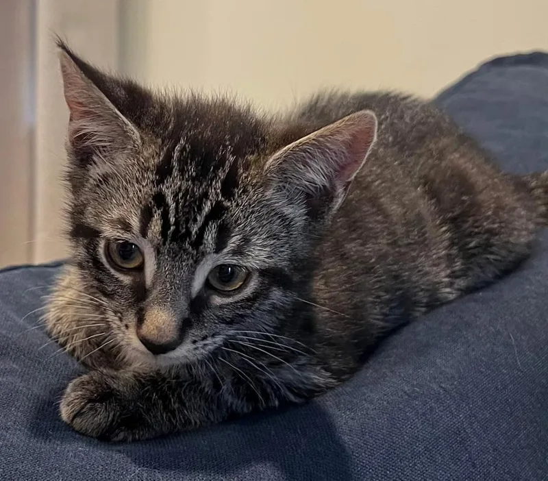 A baby small-sized male Exotic Shorthair cat named The Eagles: New Kit for adoption in Warren, CT