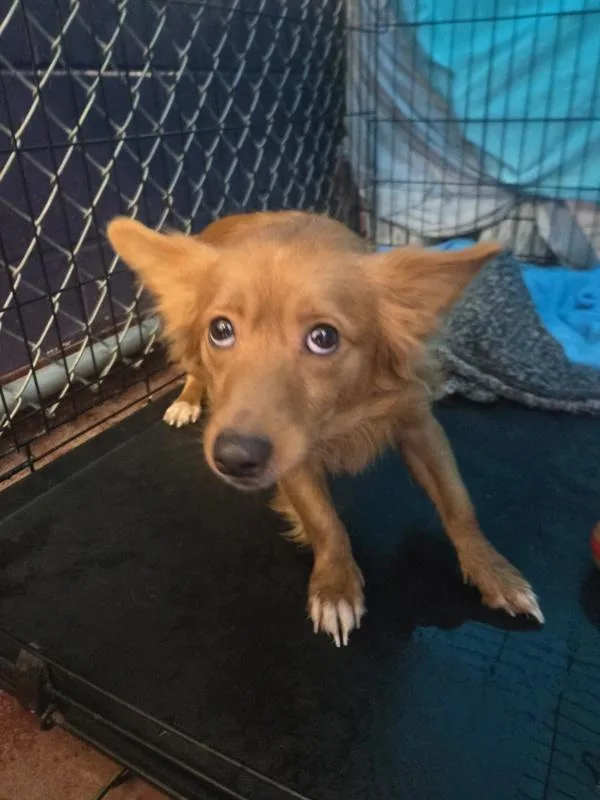A young small-sized male Spaniel dog named Fox for adoption in Salisbury, MD