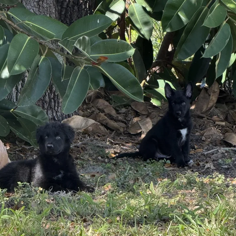 Snickers thumbnail 2