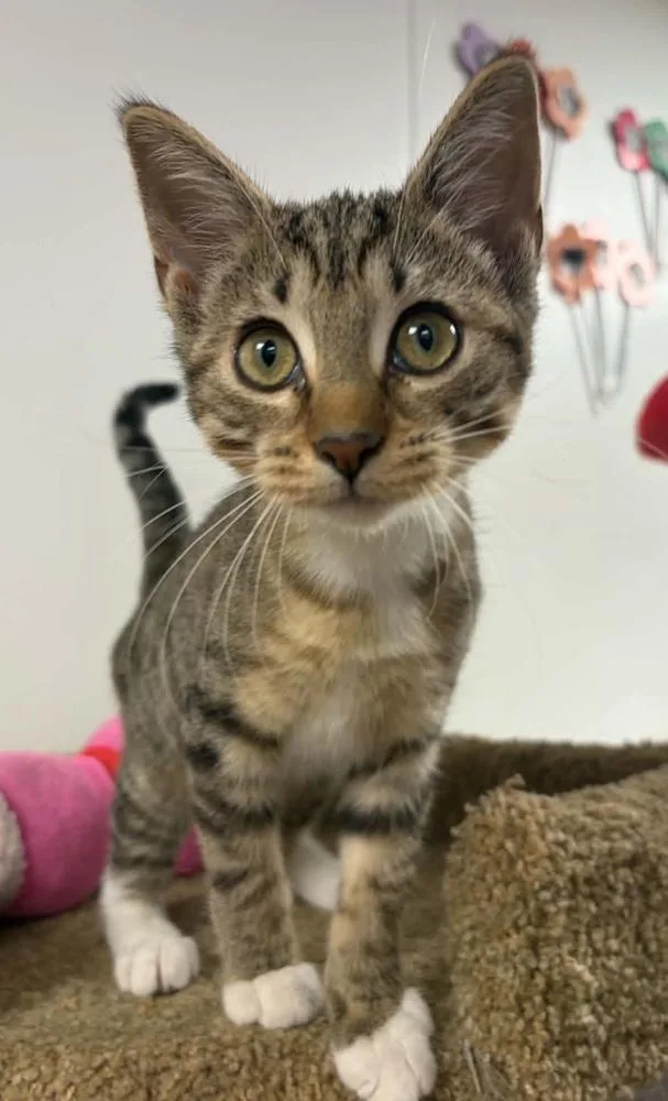 A baby small-sized female Domestic Short Hair cat named Marigold for adoption in Fremont, NE