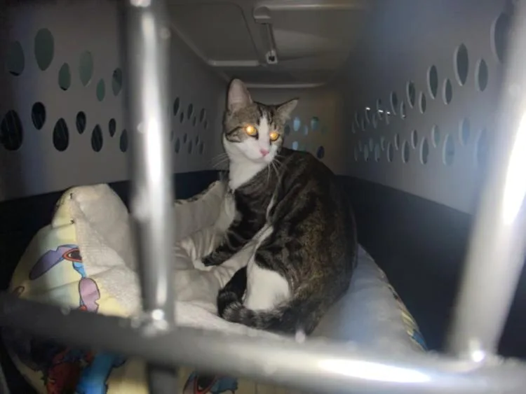 An adult medium-sized male Domestic Short Hair cat named Pennell for adoption in Los Angeles, CA