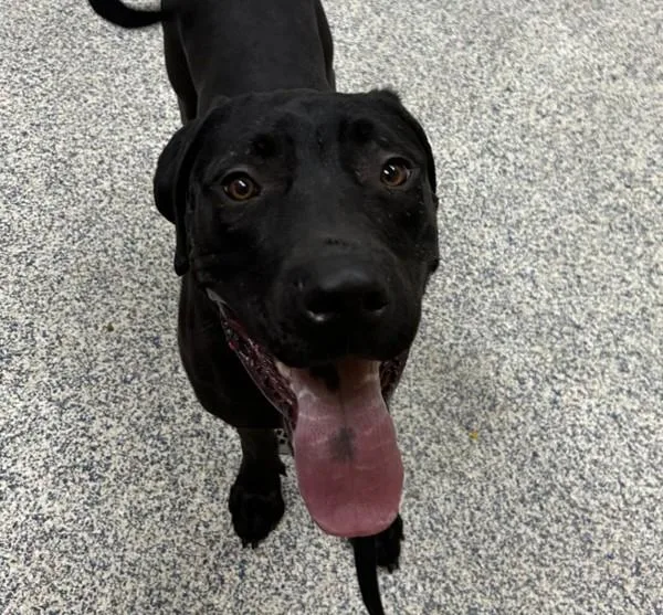 An adult medium-sized male Pit Bull Terrier dog named Draco for adoption in Golden, CO