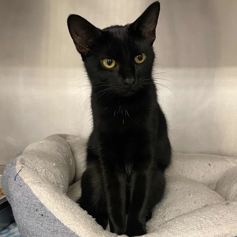 A baby medium-sized female Domestic Short Hair cat named Claire for adoption in Beaumont, TX