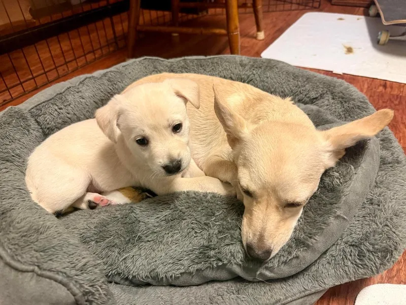 A baby small-sized female Chihuahua dog named Aries  Brenda Pup for adoption in Los Angeles, CA