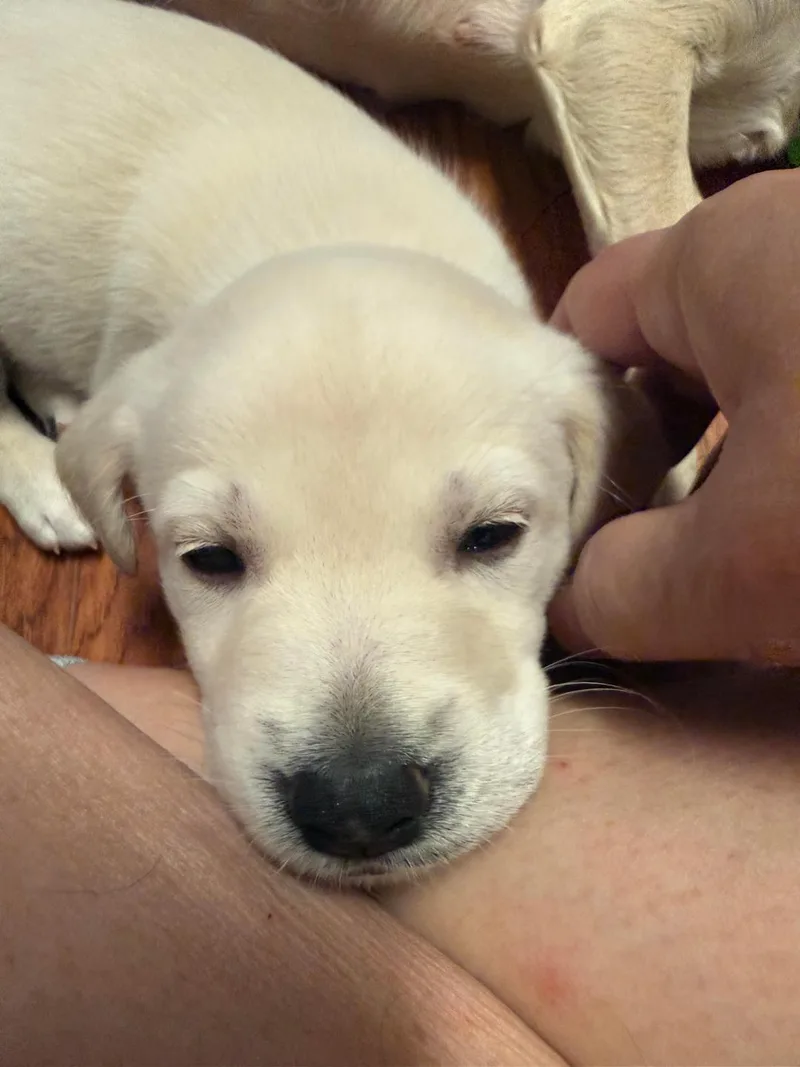 Aries  Brenda Pup thumbnail 2