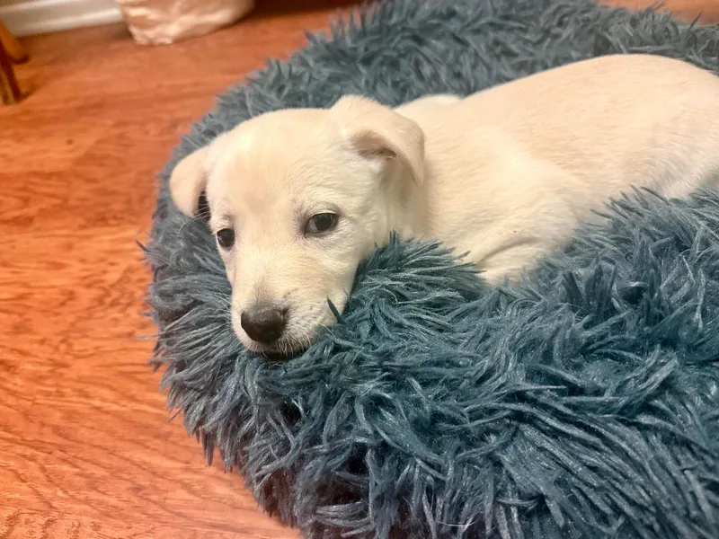 Aries  Brenda Pup thumbnail 3