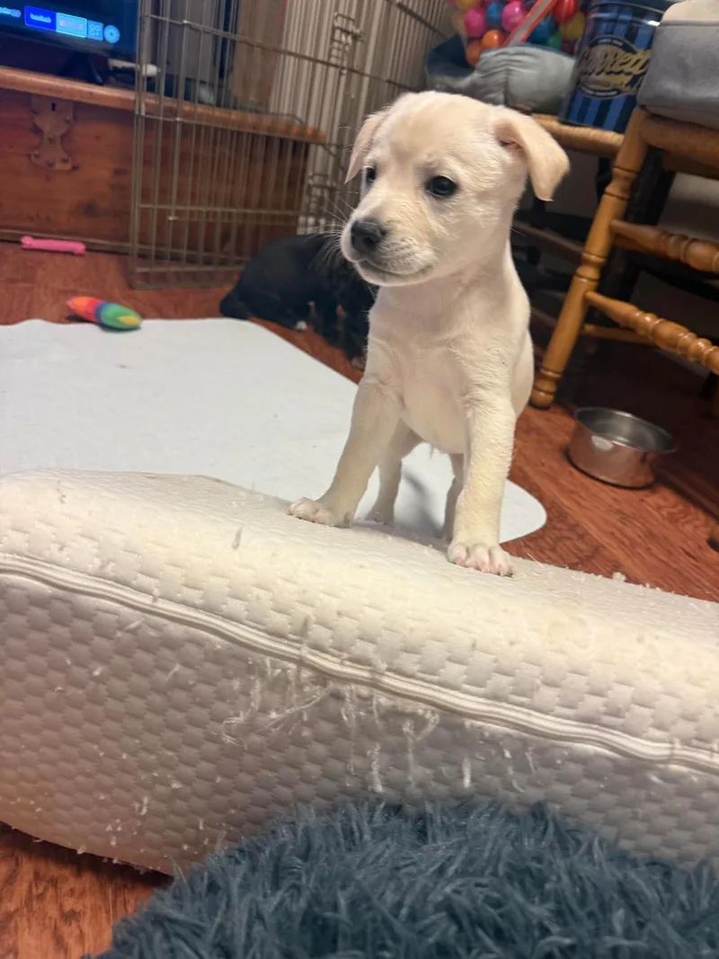 Aries  Brenda Pup thumbnail 4