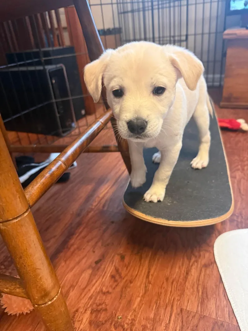 Aries  Brenda Pup thumbnail 5