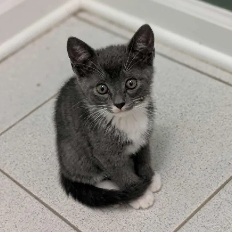 A baby small-sized female Gray / Blue / Silver American Shorthair cat named Sushi for adoption in Columbus, GA
