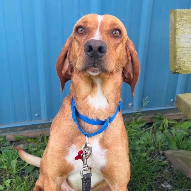 A young medium-sized male Hound dog named Copper for adoption in Valparaiso, IN