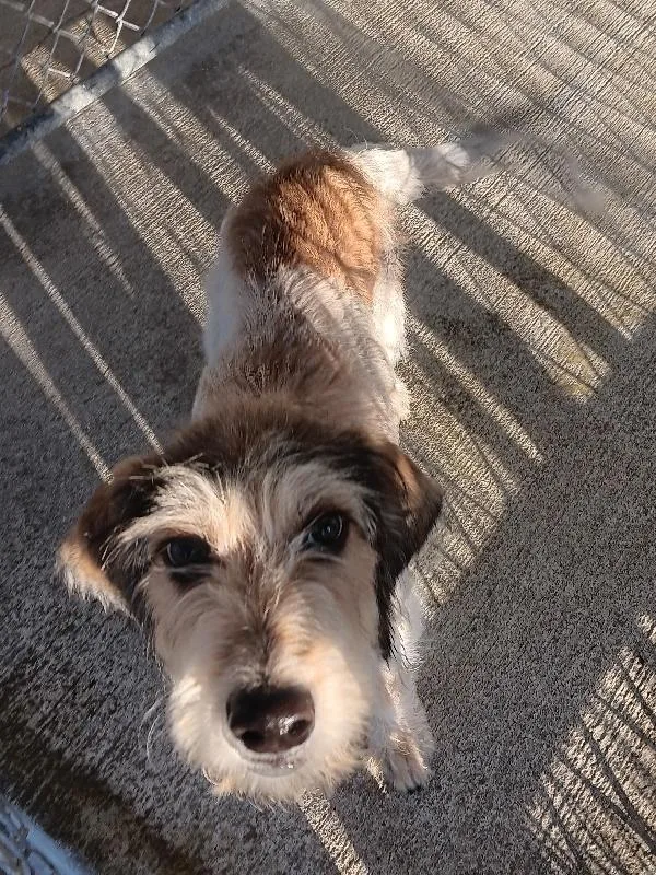 A young medium-sized male Terrier dog named Rascal for adoption in Seymour, IN