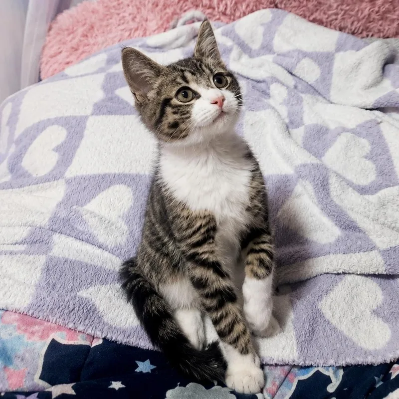 A baby small-sized male Tabby (Buff / Tan / Fawn) Domestic Short Hair cat named Annandale for adoption in Richmond, VA