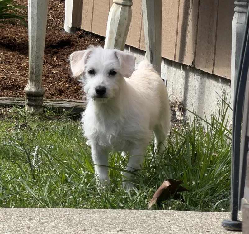 A baby small-sized female White / Cream Terrier dog named Miley for adoption in Olympia, WA