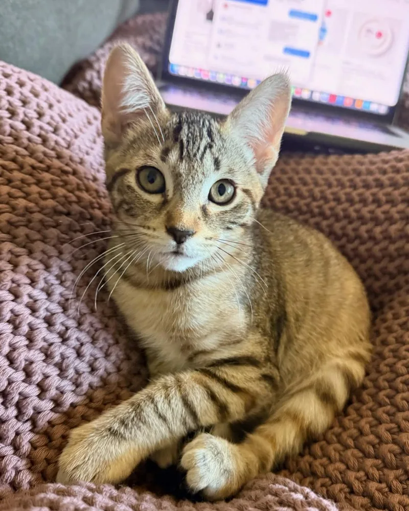 A young medium-sized female Tabby (Buff / Tan / Fawn) Domestic Short Hair cat named Toadette for adoption in Frisco, TX