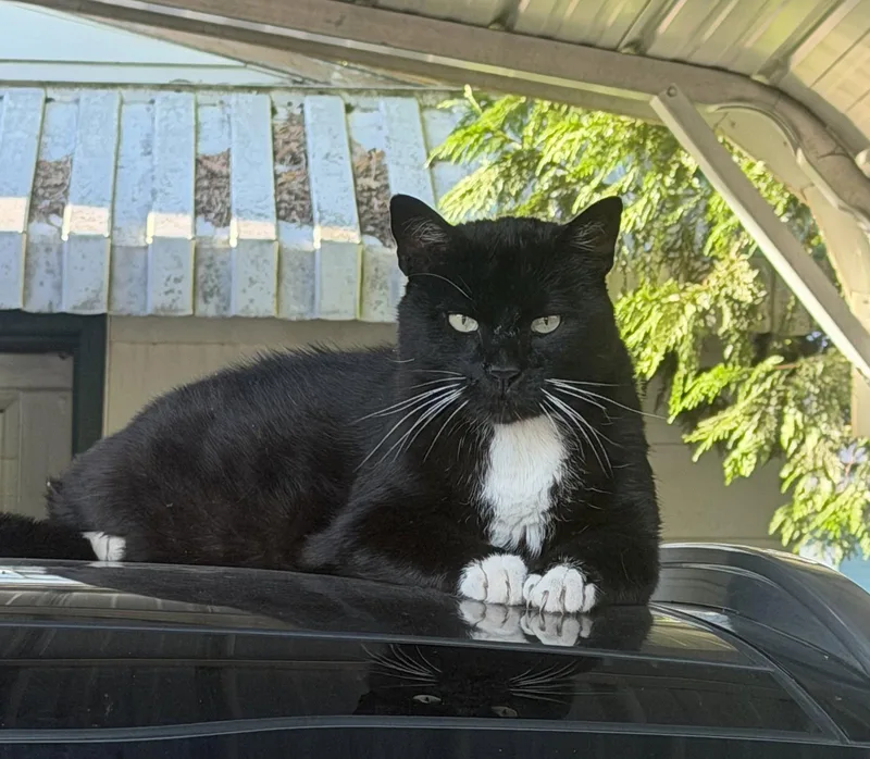 An adult medium-sized male Tuxedo cat named PEANUT Offered for adoption in Hillsboro, OR