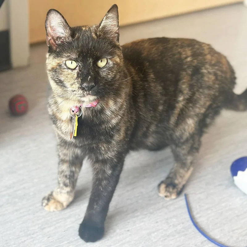 An adult small-sized female Domestic Short Hair cat named Pipette for adoption in Port Washington, NY