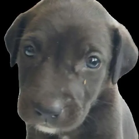 A baby small-sized male Black Mixed Breed dog named Olson for adoption in Dover, AR
