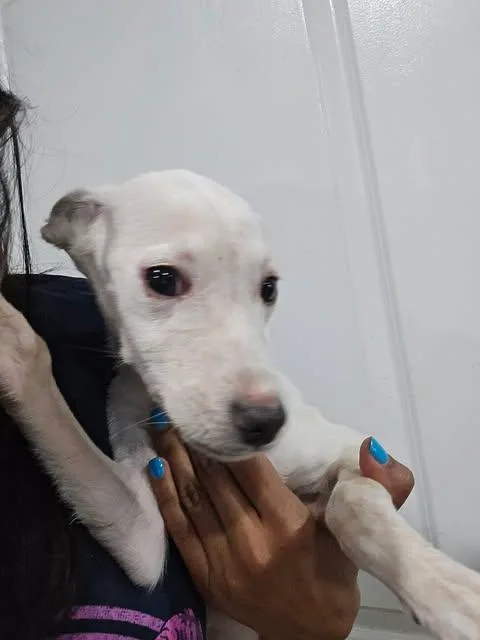 A baby small-sized female White / Cream Chihuahua dog named Chanel for adoption in Vernon, CT