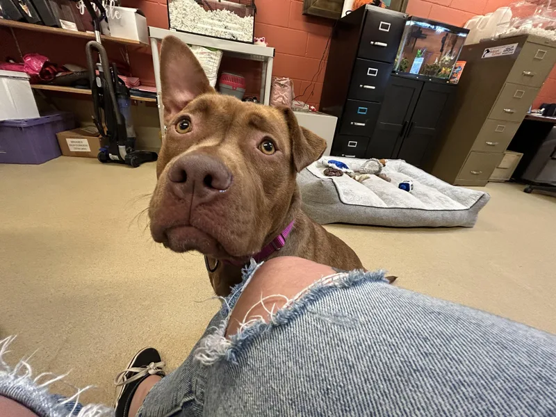 A young large-sized female Red / Chestnut / Orange Terrier dog named Coco for adoption in Southold, NY