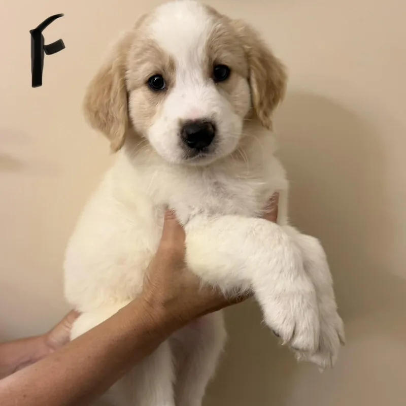 A baby large-sized female Great Pyrenees dog named Kiki for adoption in Hamilton , NJ