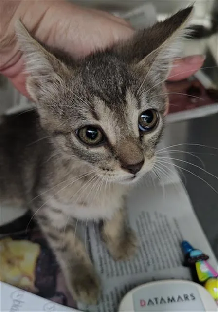 A baby medium-sized male Domestic Short Hair cat named Cash for adoption in Dallas, TX