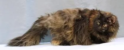 Tortimom thumbnail 2