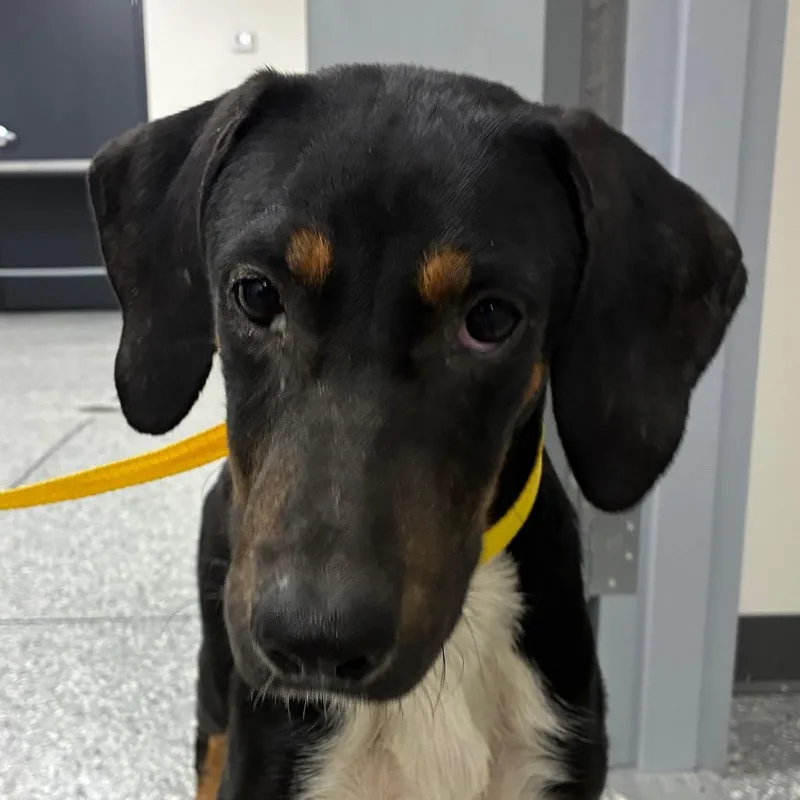 A young small-sized male Black Hound dog named Gunner for adoption in Bronson, FL