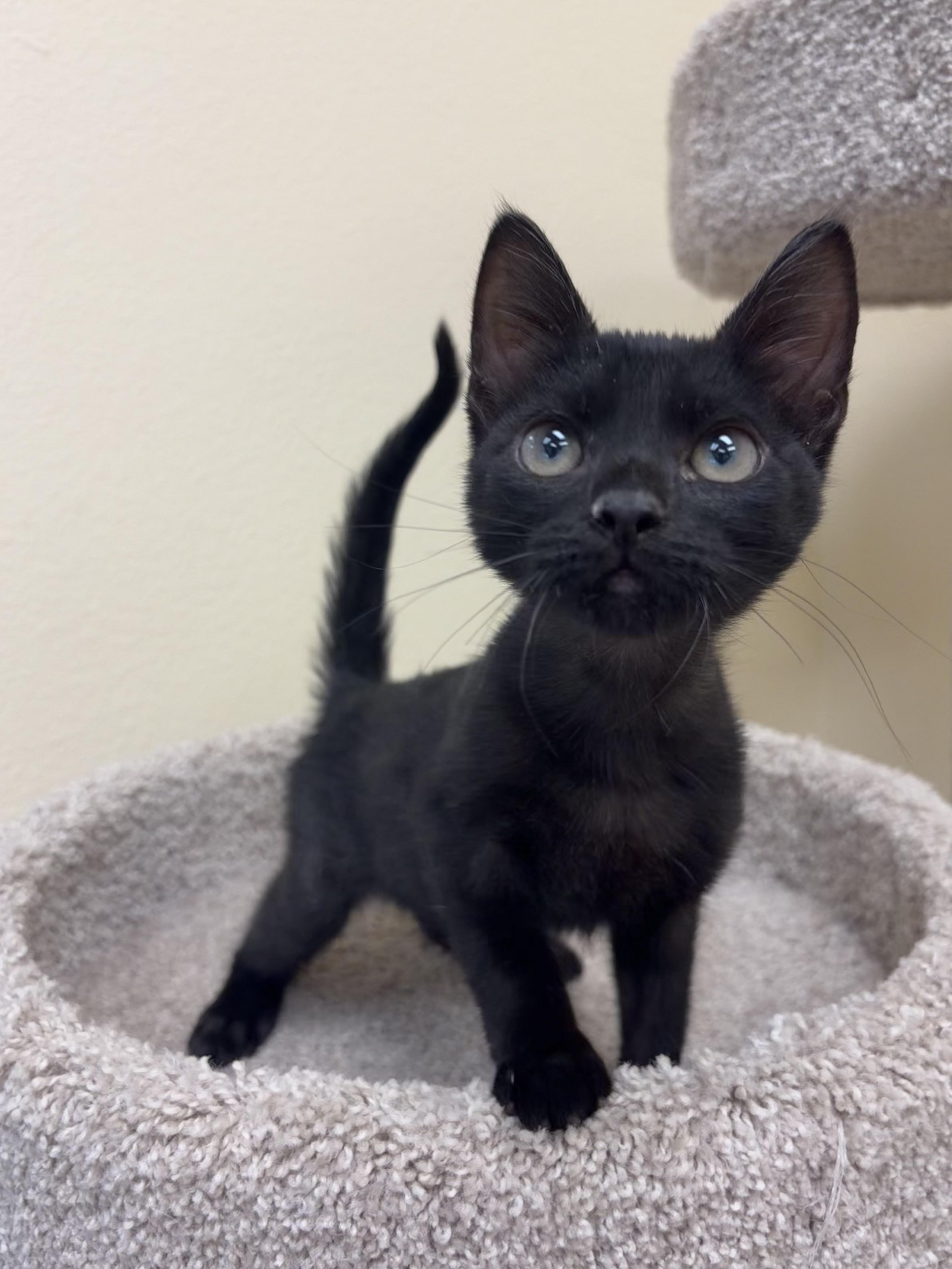 A baby medium-sized female Domestic Short Hair cat named Squeaks for adoption in Kerrville, TX