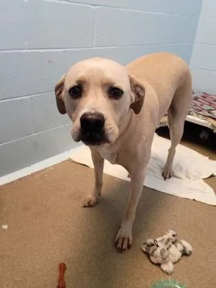 A young large-sized female Labrador Retriever dog named Gracie for adoption in Palm Coast, FL