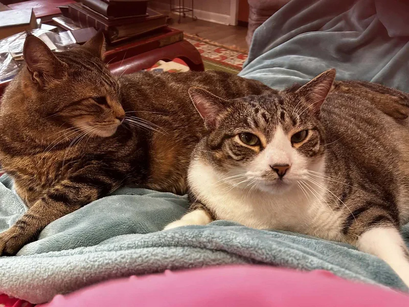 An adult extra large-sized male Tabby cat named Red for adoption in Oxford, MS