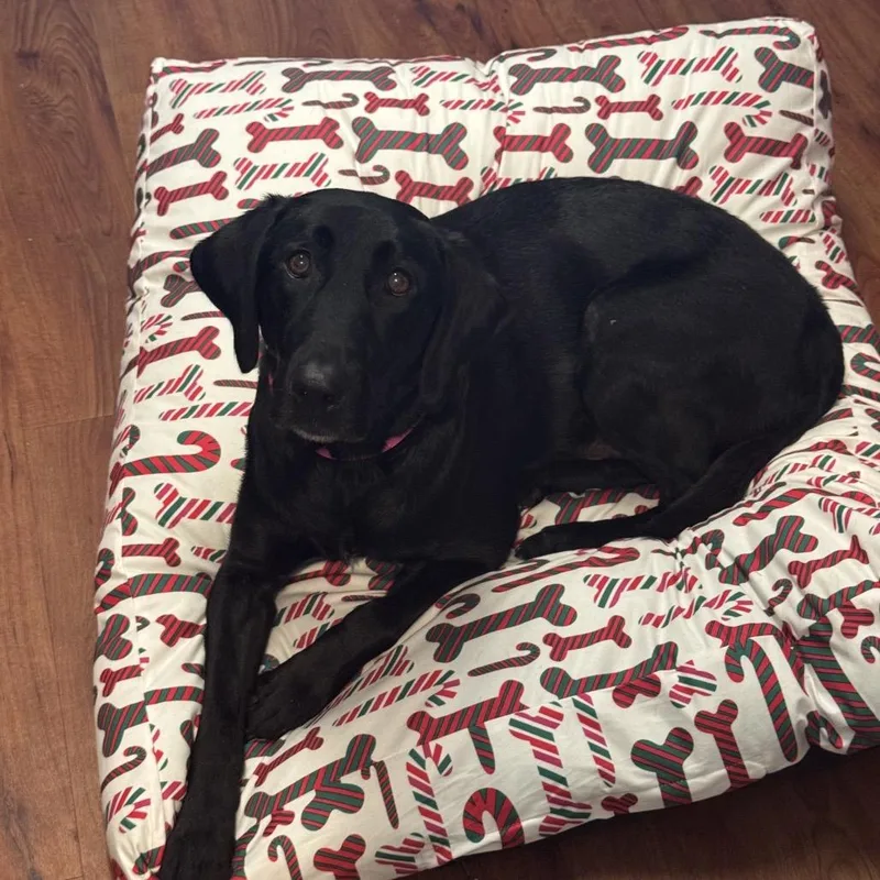 An adult medium-sized female Black Labrador Retriever dog named Lucy Grant for adoption in Huntsville, AL