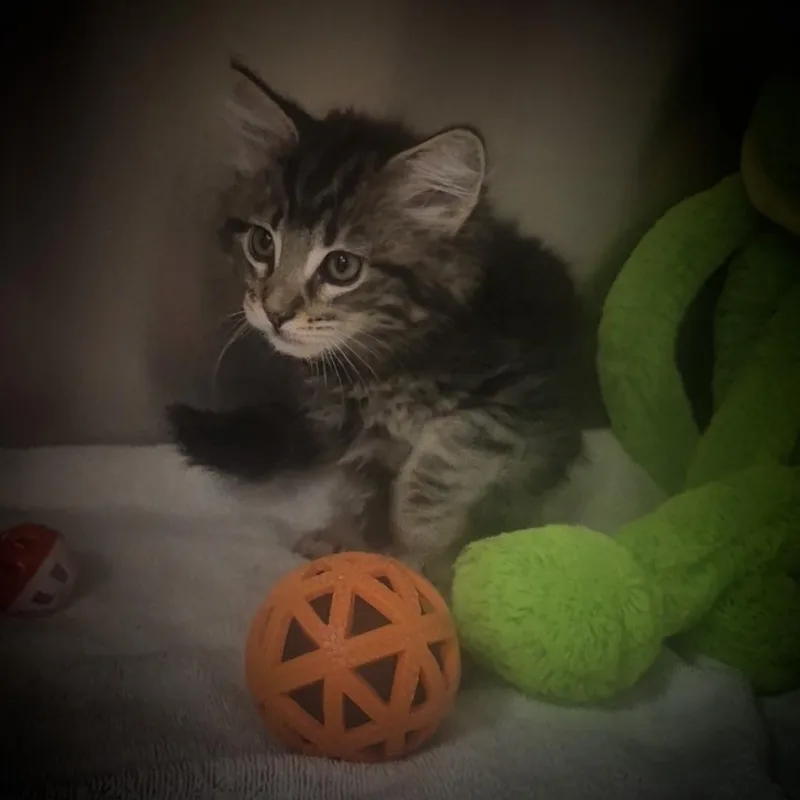 A baby small-sized male Gray / Blue / Silver Domestic Short Hair cat named Egan for adoption in Upland, CA