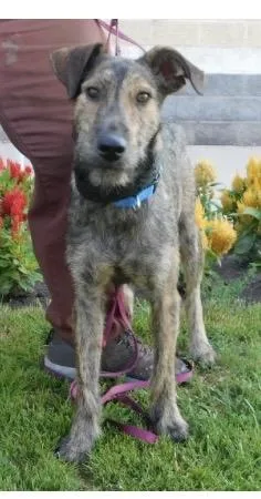 A young large-sized male Brindle Irish Wolfhound dog named McScruff for adoption in Pottsville, PA