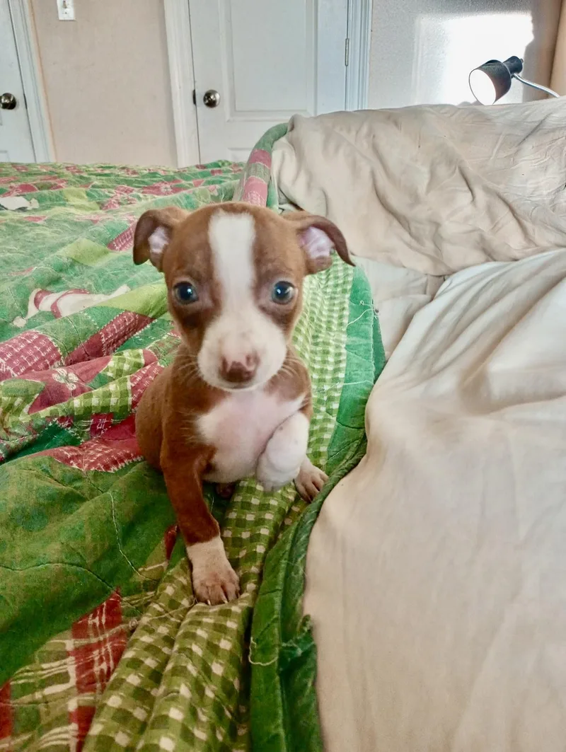 Shelby thumbnail 2