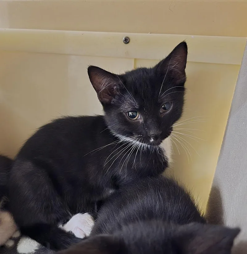 A baby small-sized male Black & White / Tuxedo Domestic Short Hair cat named Parmesan for adoption in Ruskin, FL