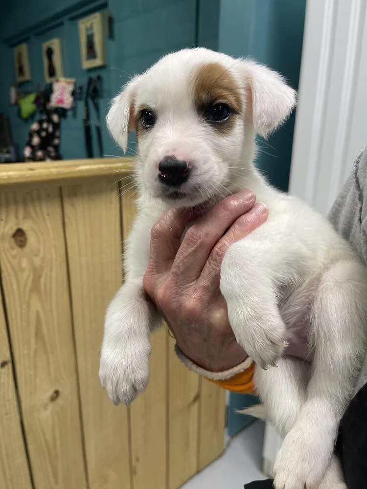 A baby small-sized male Husky dog named Hunter for adoption in Chattanooga, TN