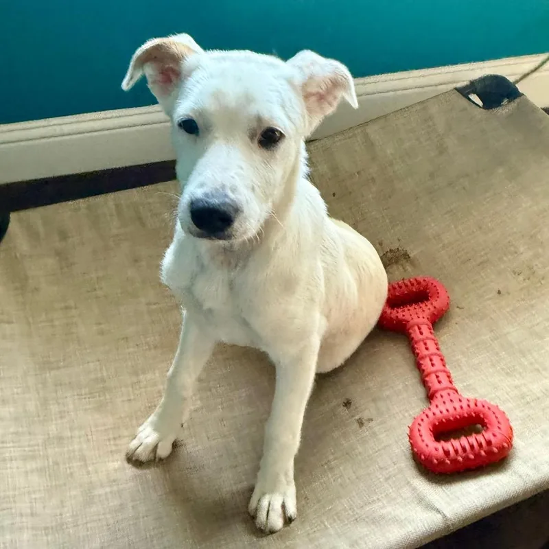 A baby medium-sized female White / Cream Shepherd dog named Sugar for adoption in Ennis, TX